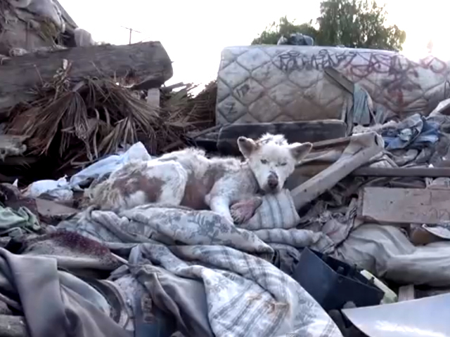 This was how Miley was found, abandoned on a Los Angeles trash dump